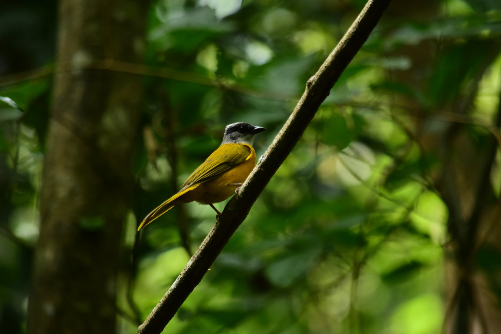 Gray-headed Tanager (Eucometis penicillata)