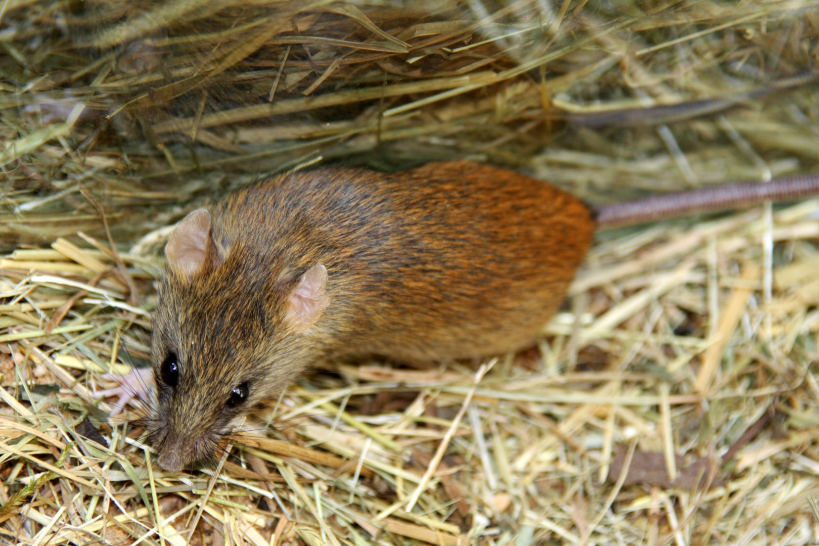 gray-headed thicket rat (Grammomys caniceps) 2010