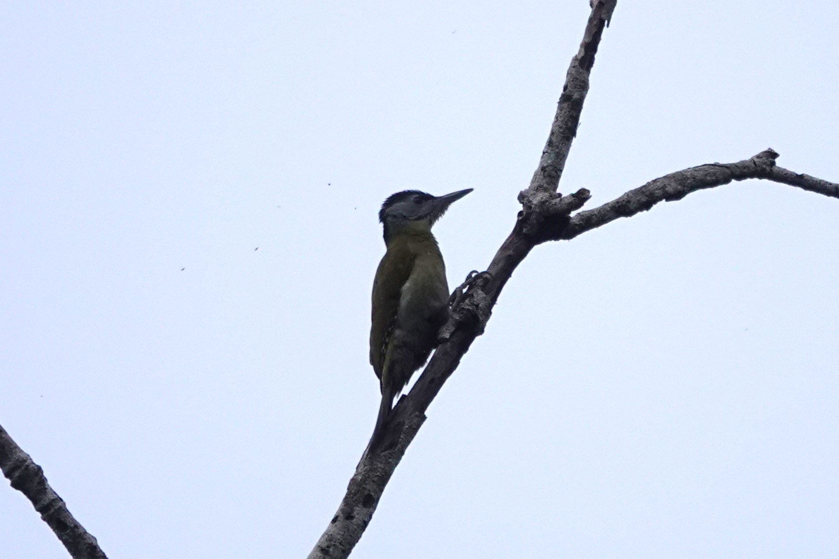 Gray-headed Woodpecker