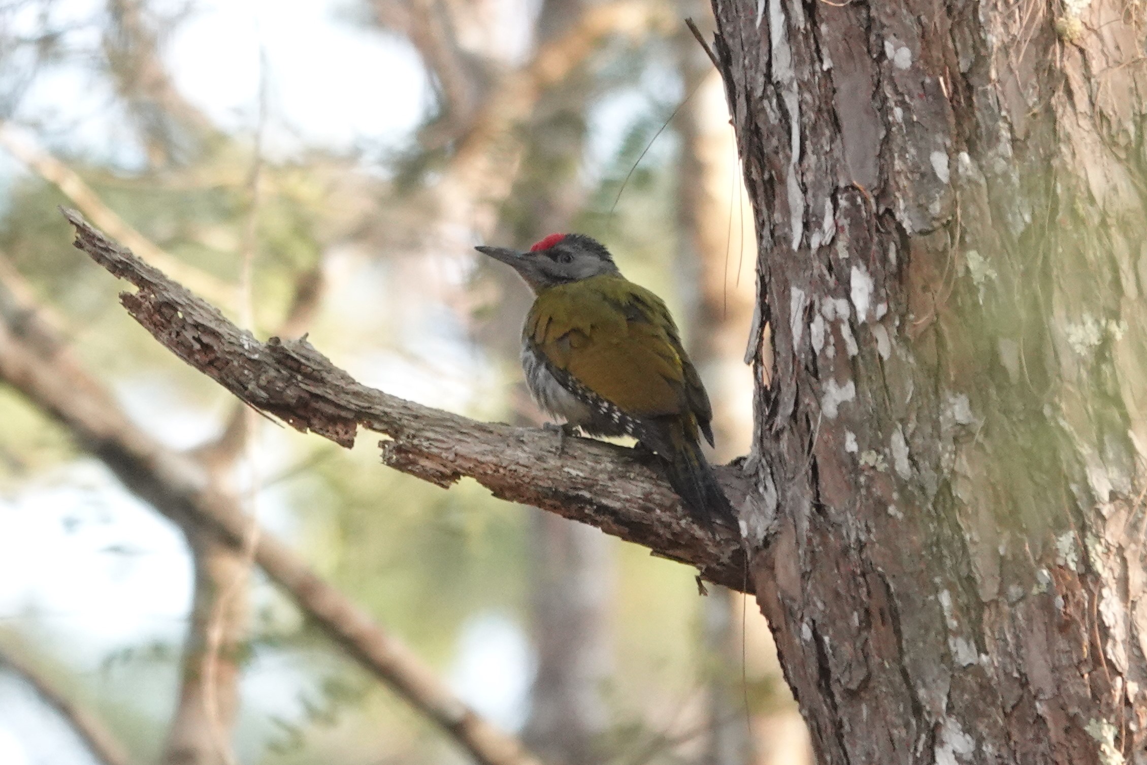 Gray-headed Woodpecker