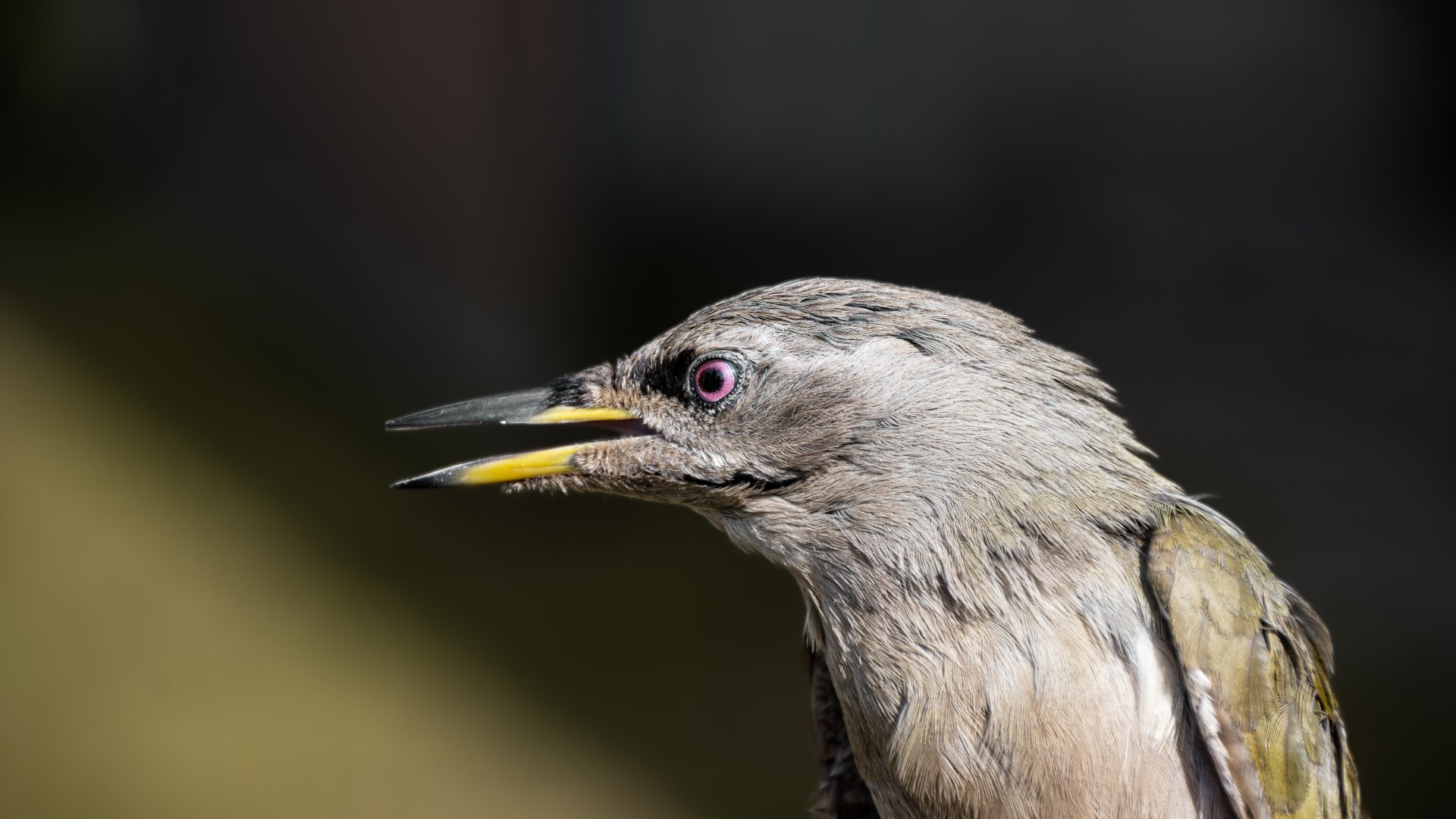 Gray-headed woodpecker