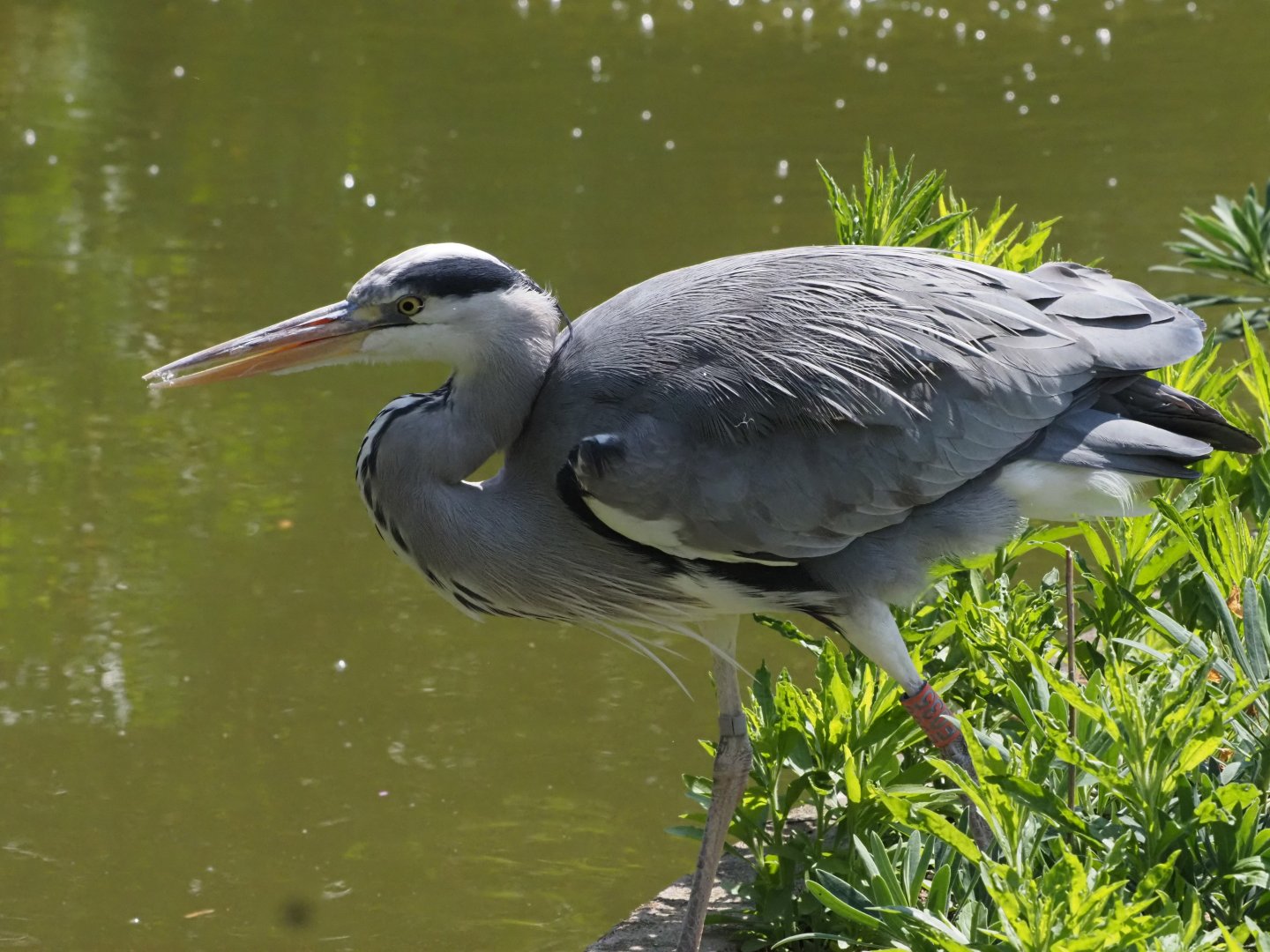 Gray Heron (Wild) 1