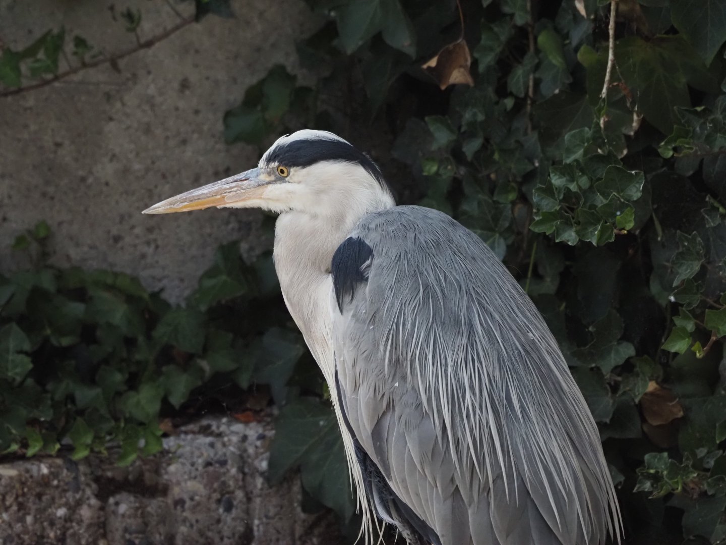 Gray Heron (Wild) 3