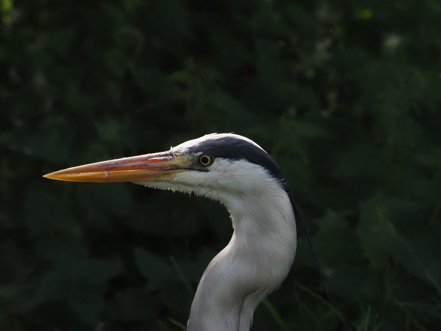 Gray Heron (Wild)