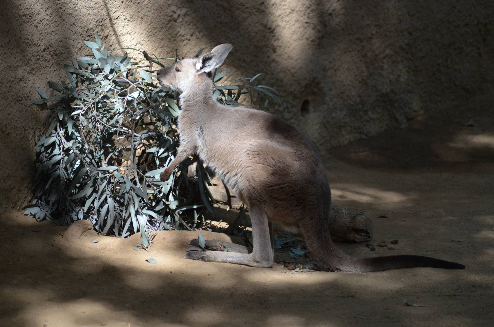 Gray Kangaroo