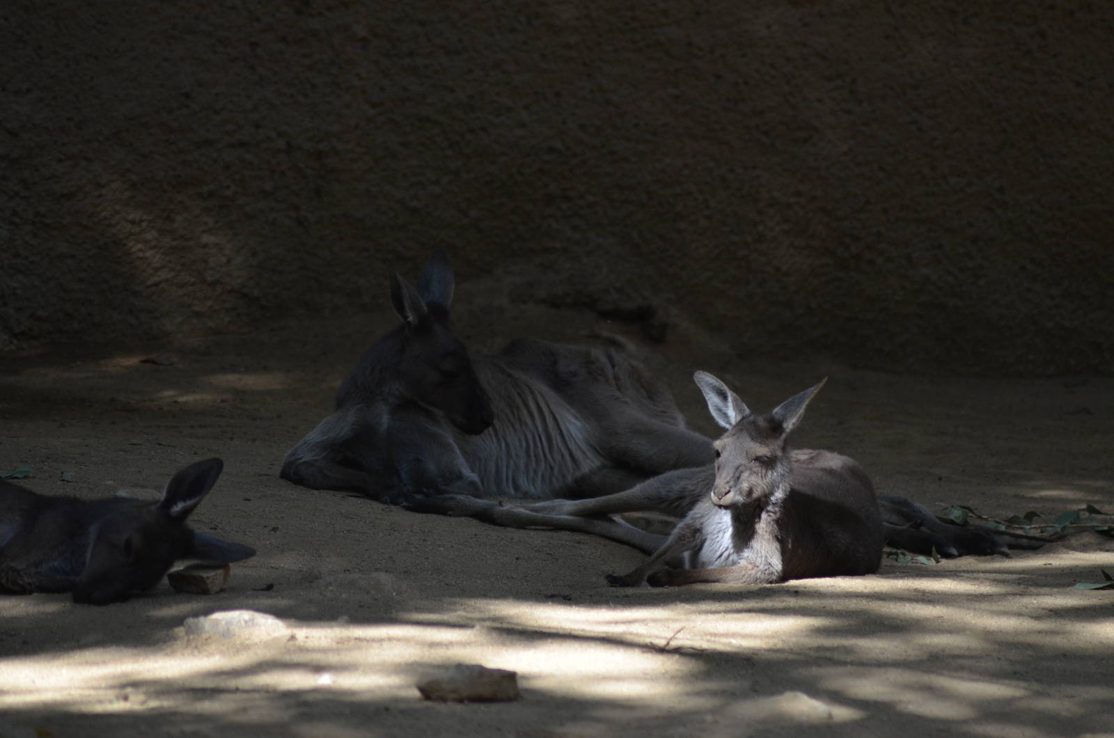 Gray Kangaroos