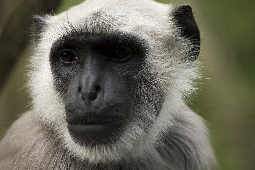 Gray langur, 4/7/14