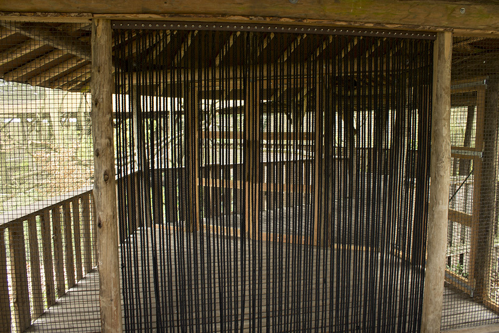 Gray langur aviary, 4/5/14