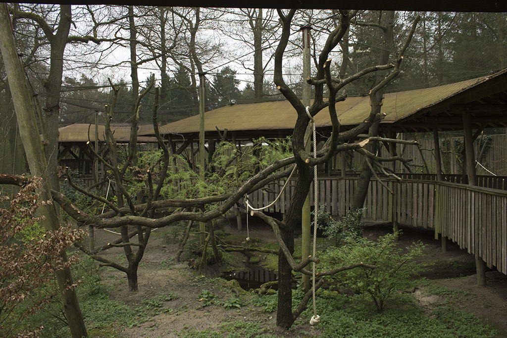 Gray langur aviary, 4/5/14