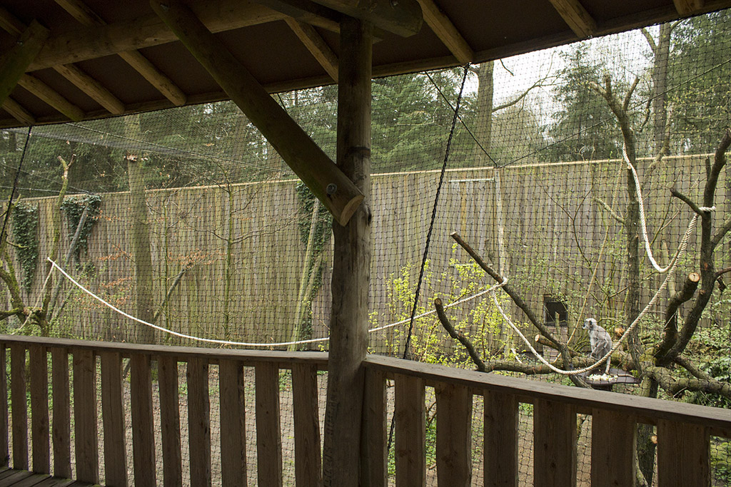 Gray langur aviary, 4/5/14