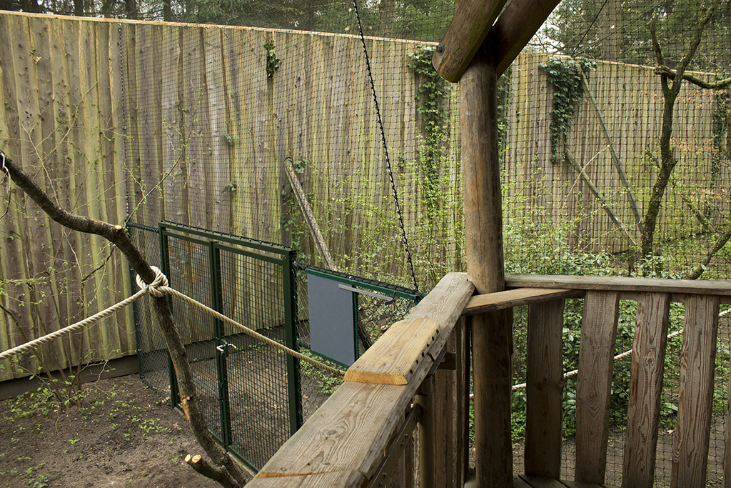 Gray langur aviary, 4/5/14