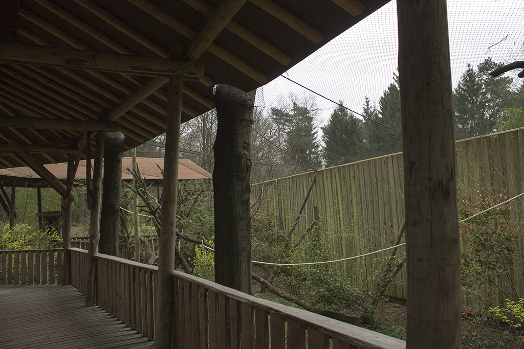 Gray langur aviary, 4/5/14