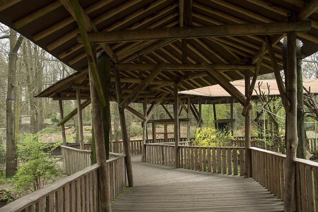 Gray langur aviary, 4/5/14