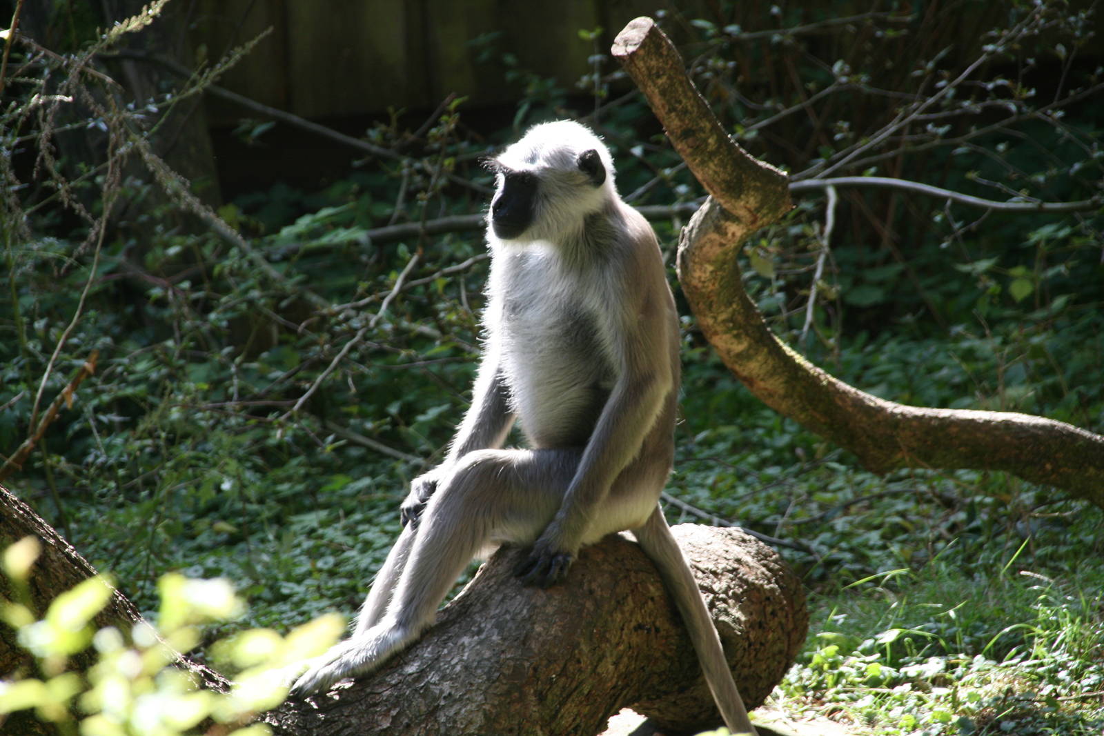 Gray langur