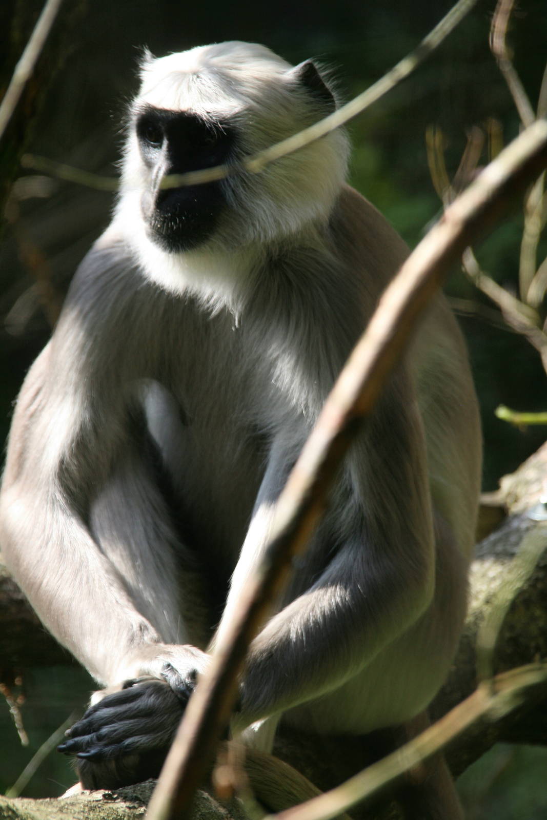 Gray langur