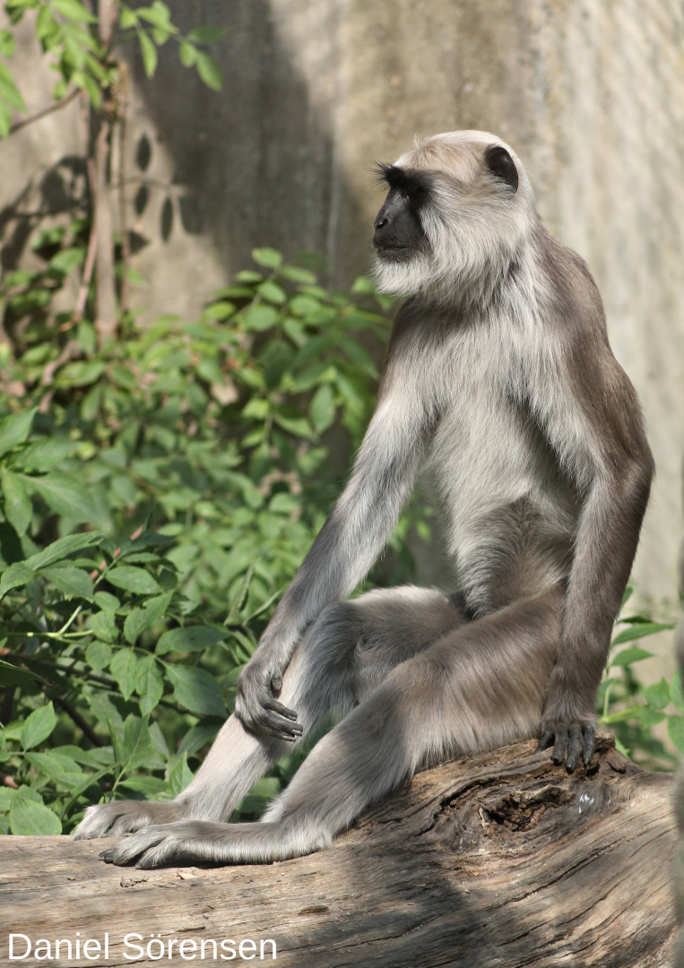 Gray langur