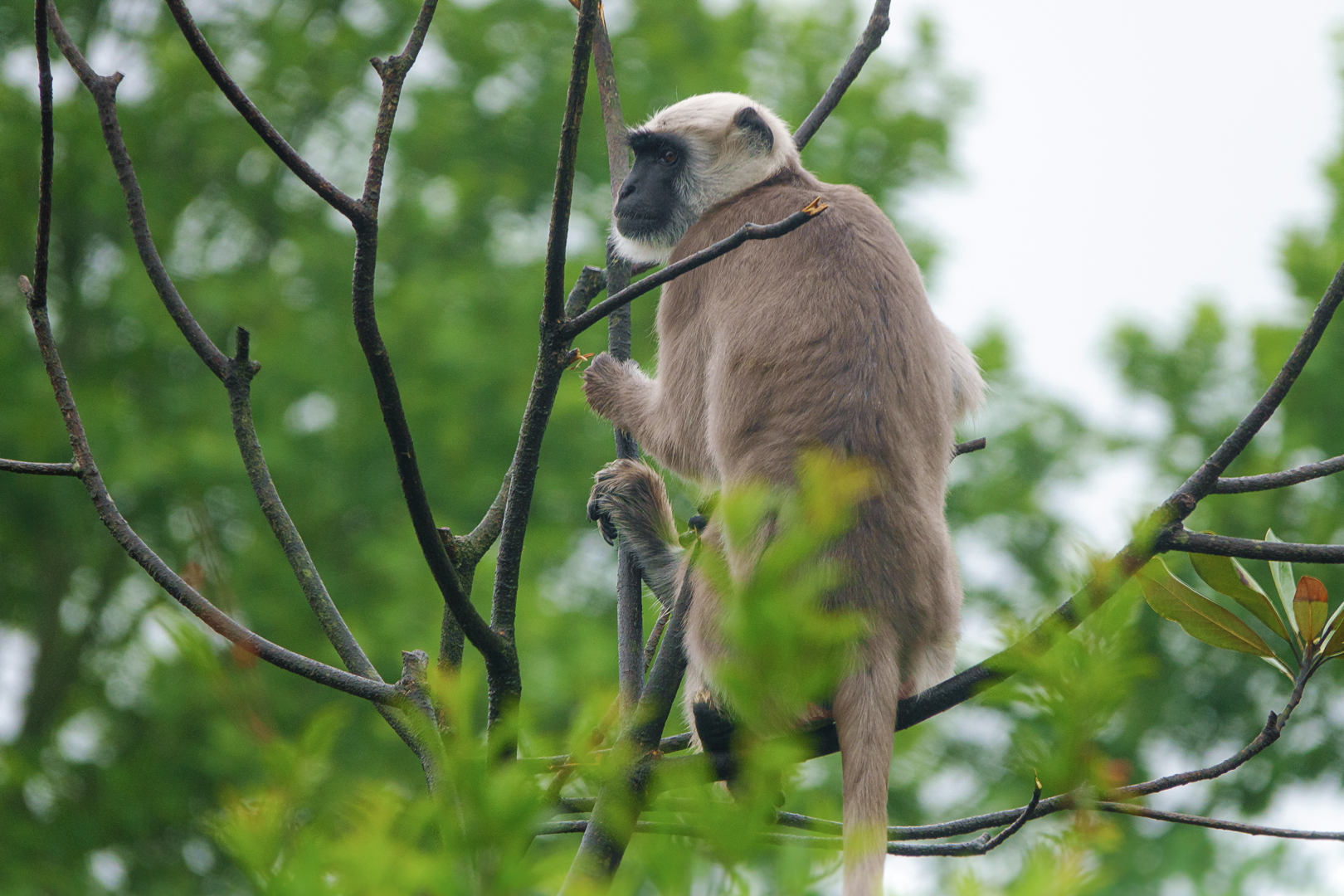 Gray langur
