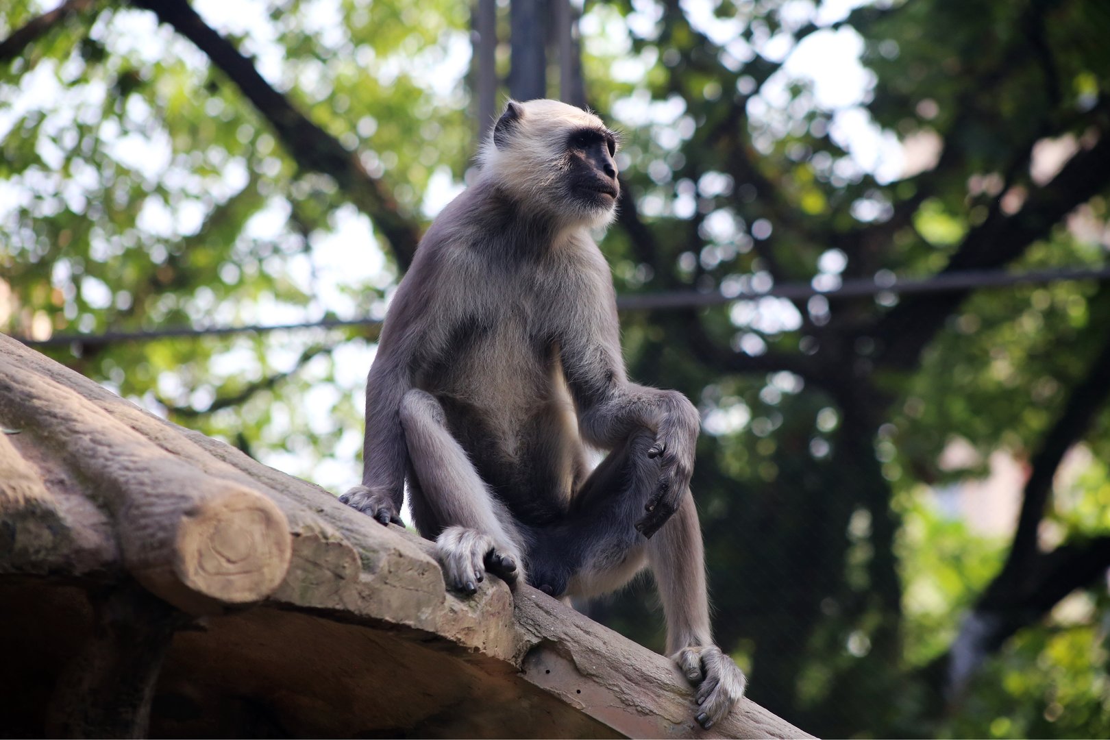 Gray Langur