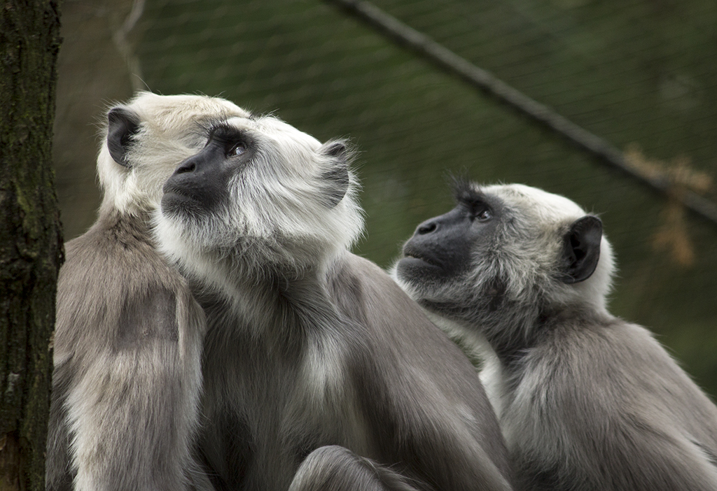 Gray langurs, 4/7/14