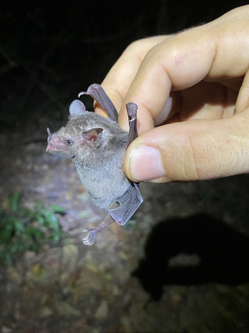 Gray Long-tongued Bat (Glossophaga leachii)
