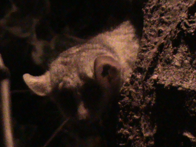 Gray mouse-lemur 061110