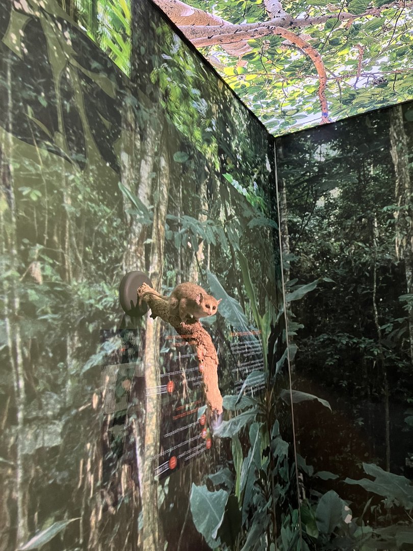 Gray mouse lemur 1.8.25