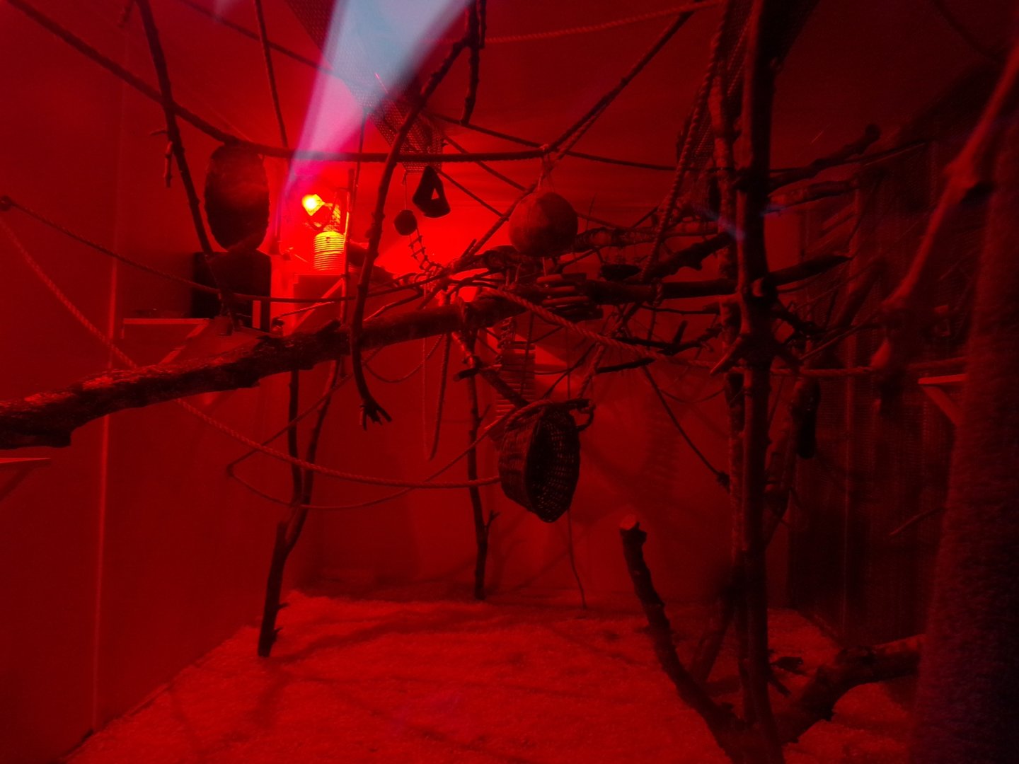 Gray mouse lemur enclosure 1.1.23