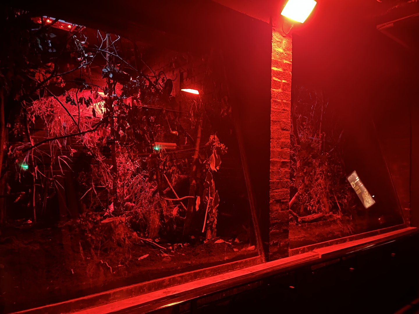 Gray mouse lemur enclosure 12.2.25