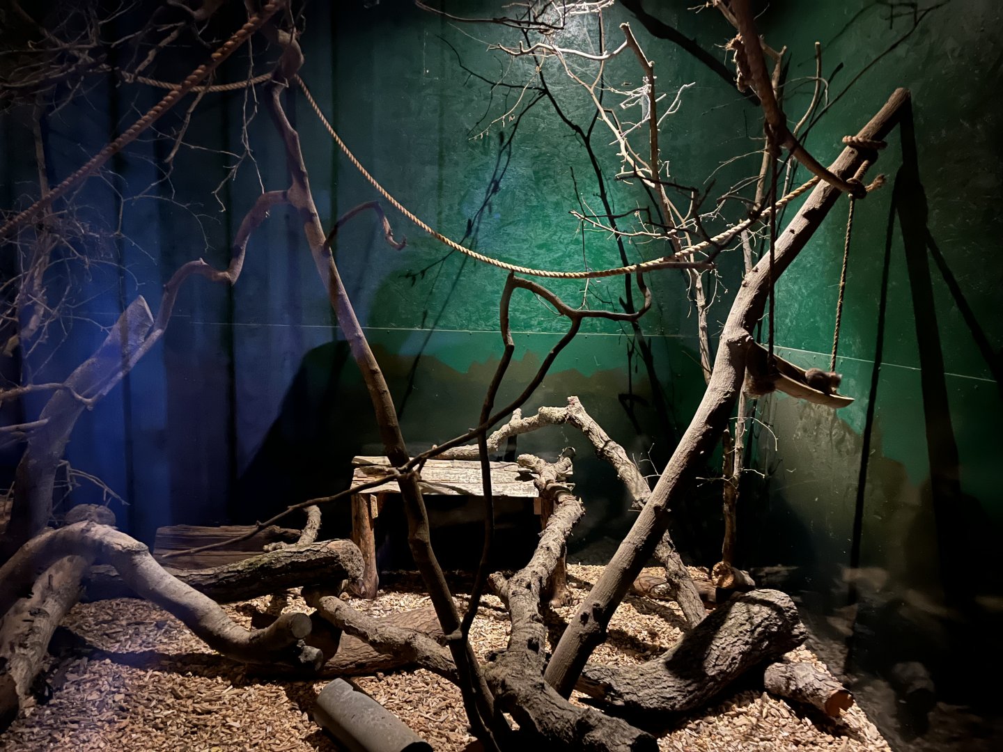 Gray mouse lemur enclosure 14.10.23