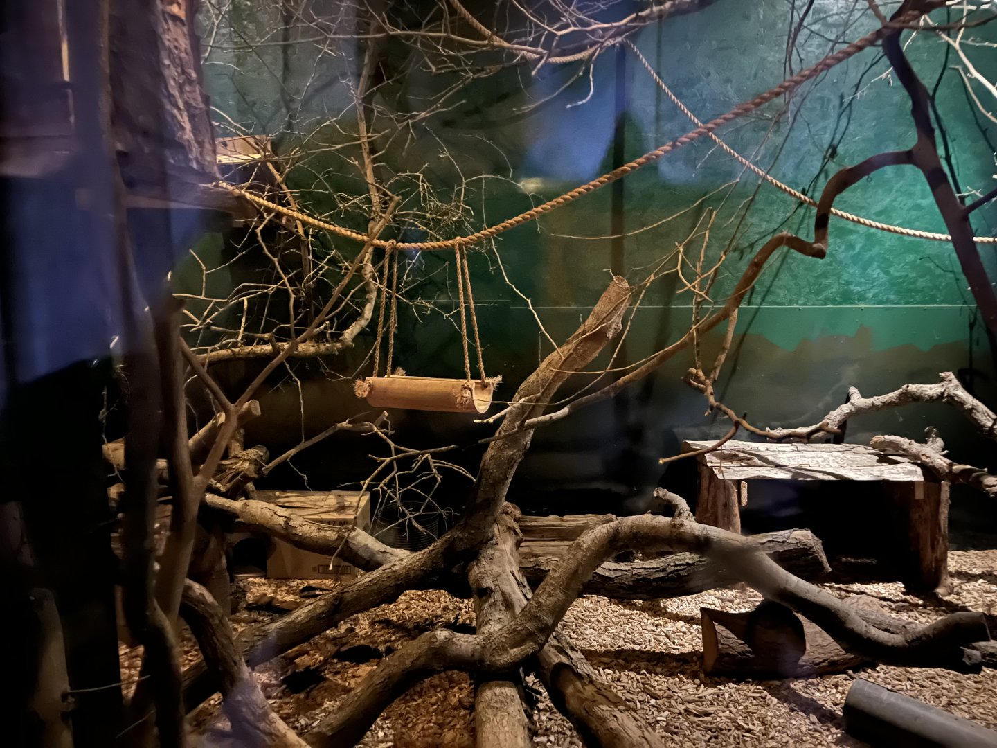 Gray mouse lemur enclosure 14.10.23