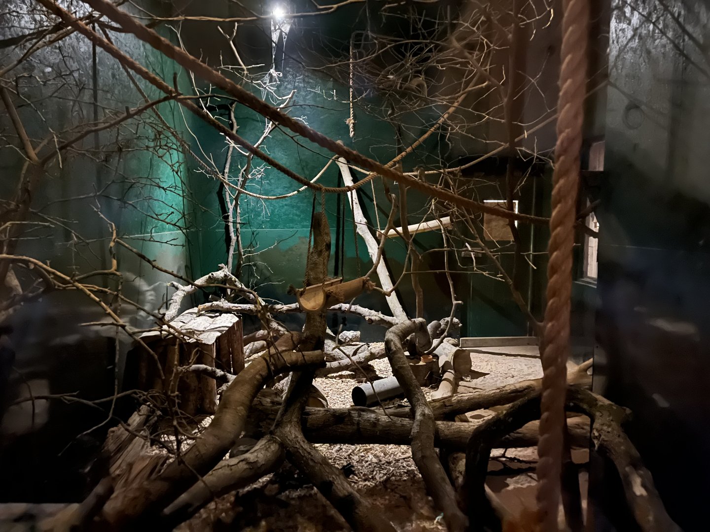 Gray mouse lemur enclosure 14.10.23