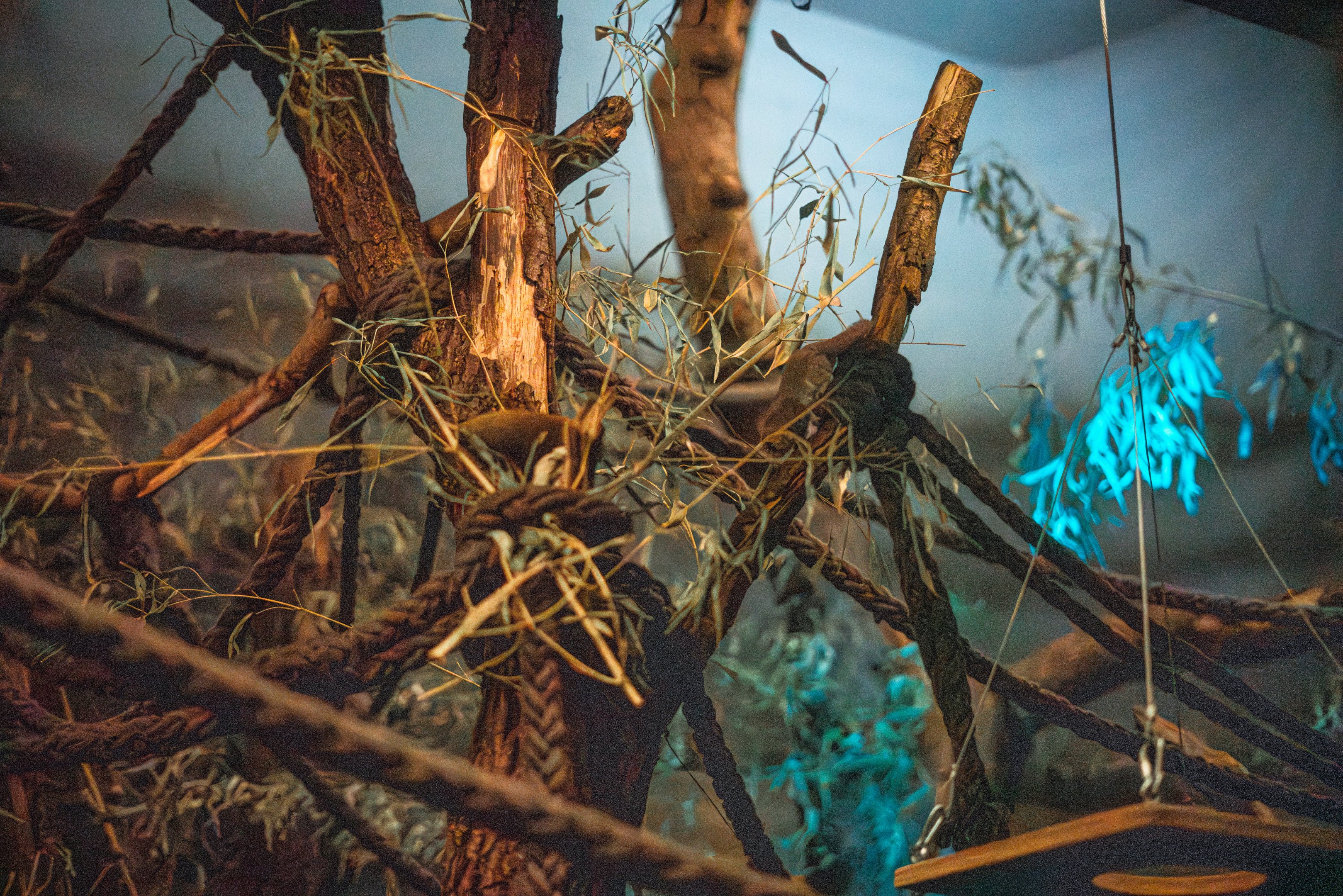 Gray mouse lemur in Aye Aye enclosure