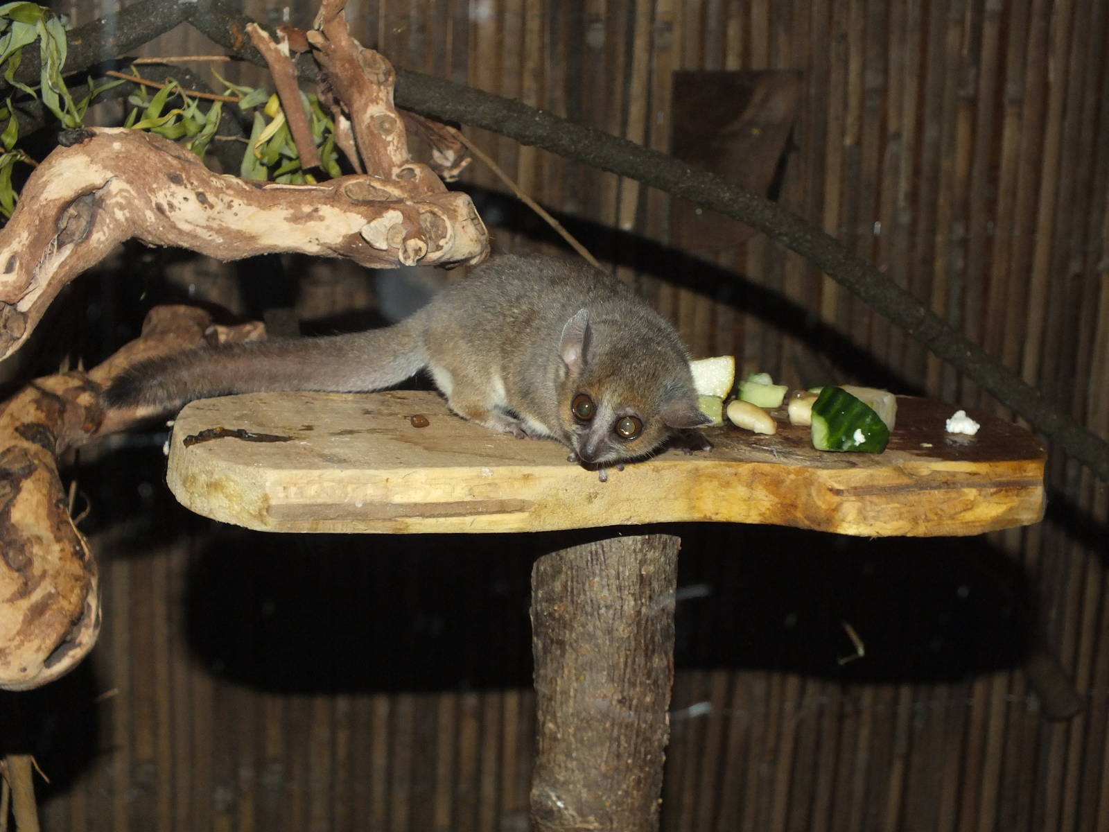 Gray Mouse Lemur (Microcebus murinus) at Birmingham Nature Centre - June 24