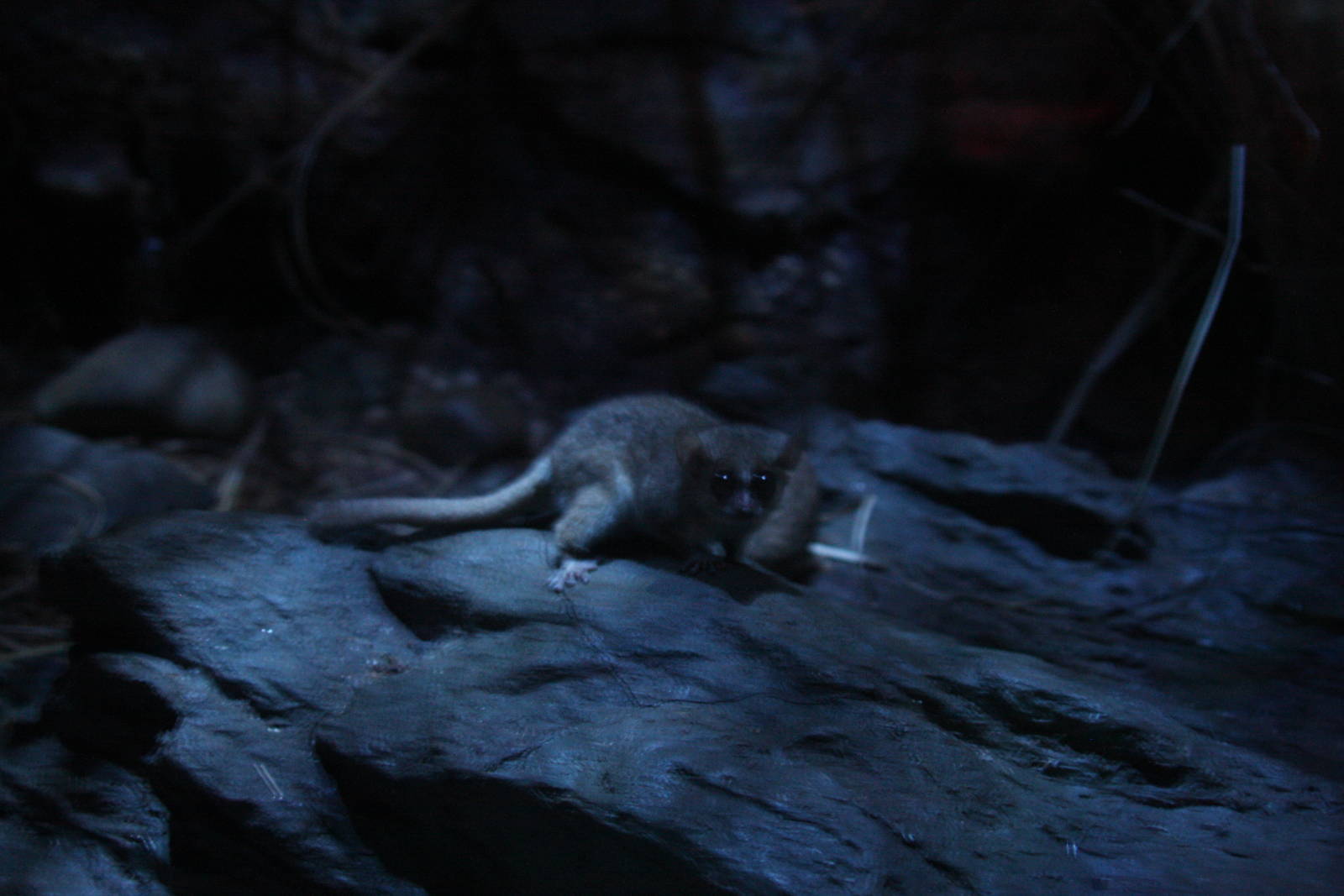 Gray Mouse Lemur (Microcebus murinus) World of Darkness