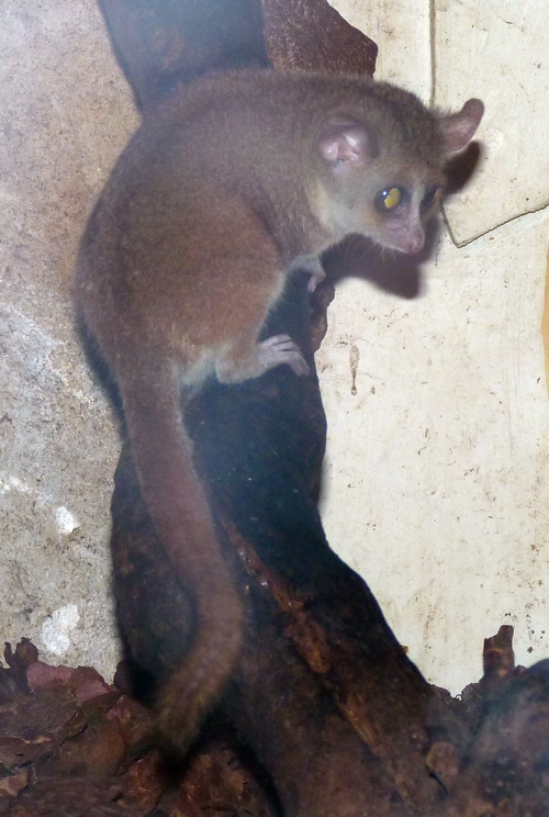 Gray mouse lemur (Microcebus murinus)
