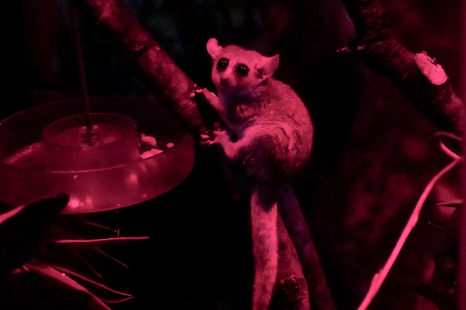 Gray Mouse Lemur (Microcebus murinus)
