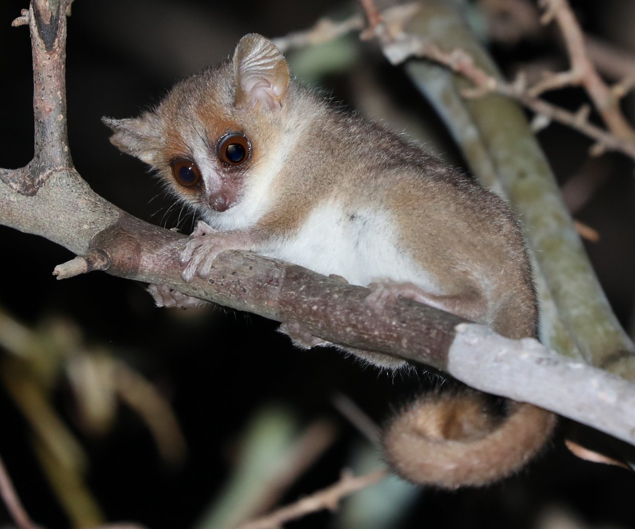 gray mouse lemur (Microcebus murinus)