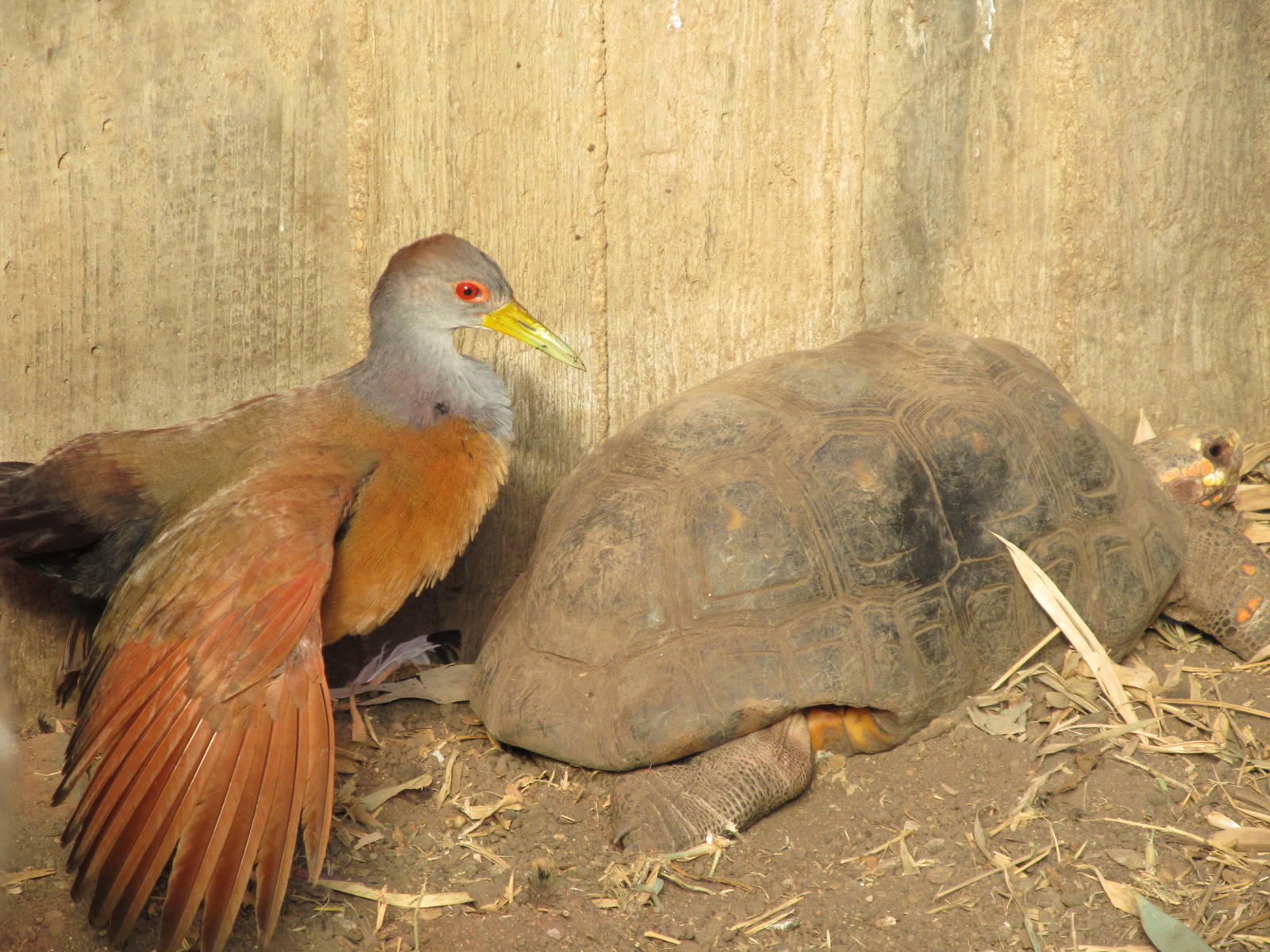 Gray-necked Wood Rail and Red-footed Tortoise