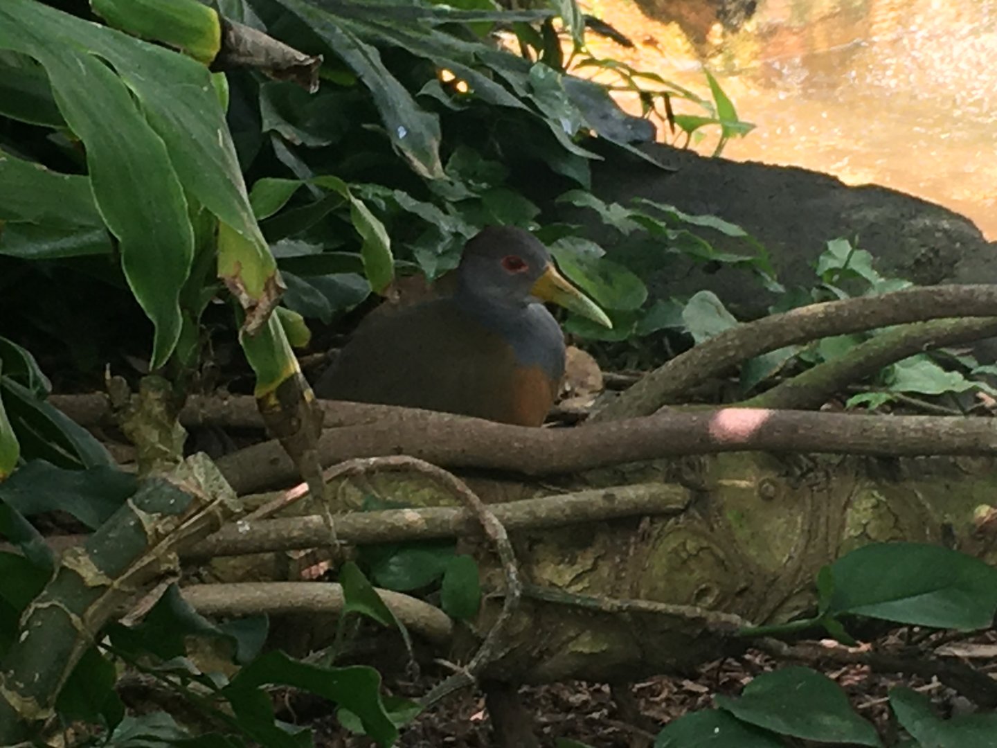 Gray-Necked Wood Rail (Aramides cajaneus)