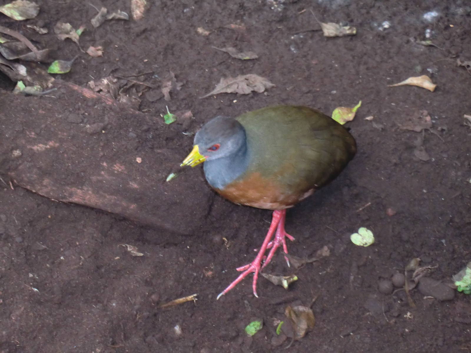 Gray-necked woodrail, 24-10-2010