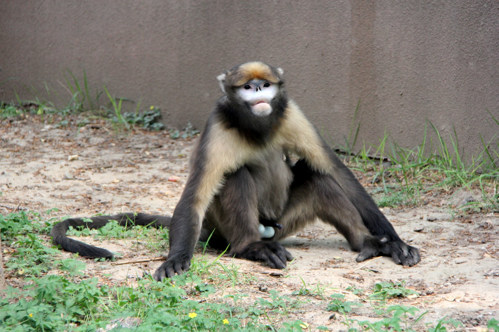 gray or Guizhou snub-nosed monkey (Rhinopithecus brelichi)
