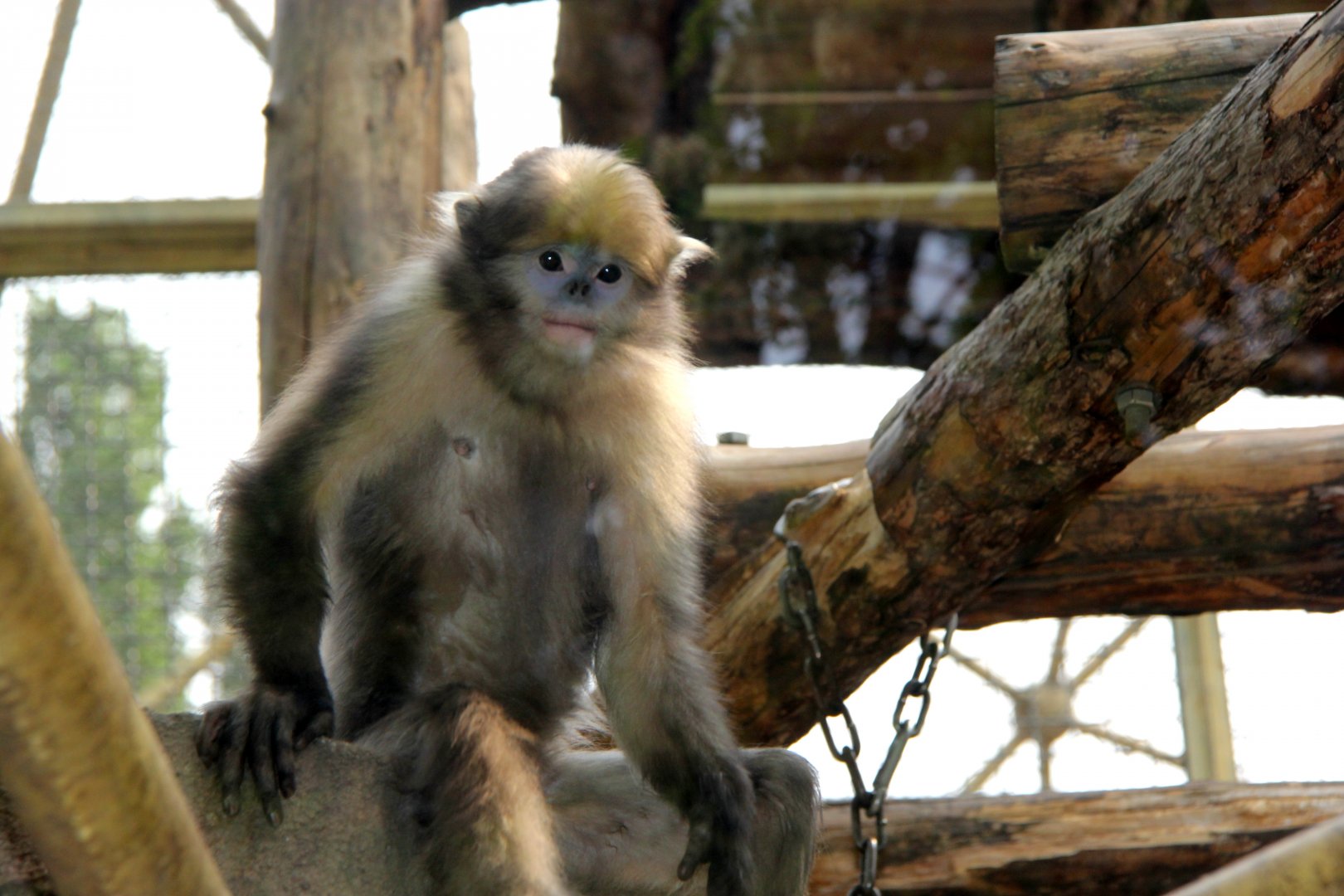 gray or Guizhou snub-nosed monkey (Rhinopithecus brelichi)