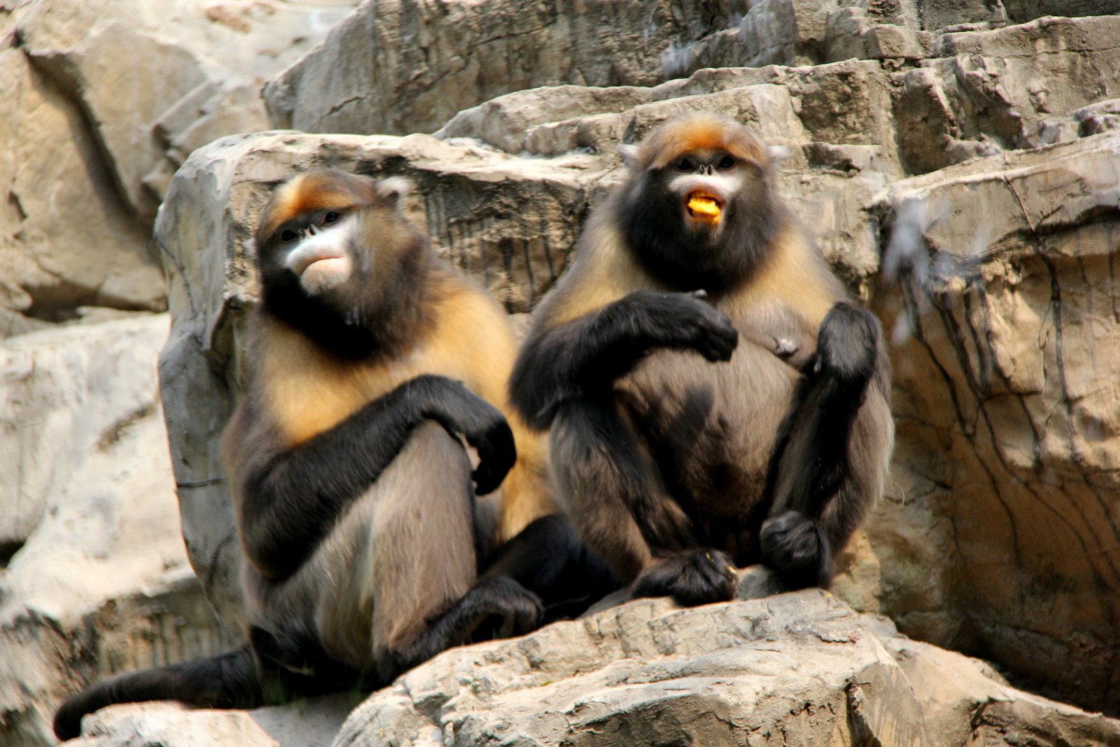 gray or Guizhou snub-nosed monkey (Rhinopithecus brelichi)