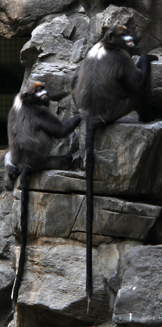 gray or Guizhou snub-nosed monkey (Rhinopithecus brelichi)