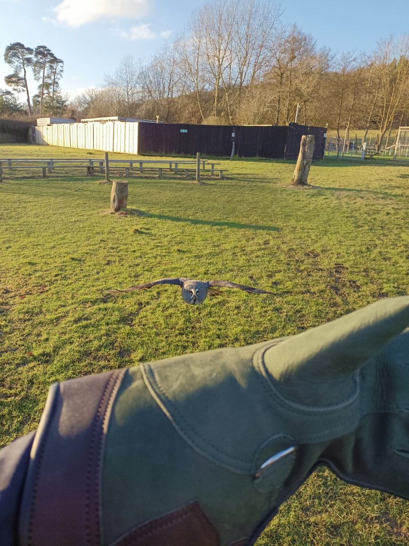Gray Owl - UK Owl and Raptor Centre