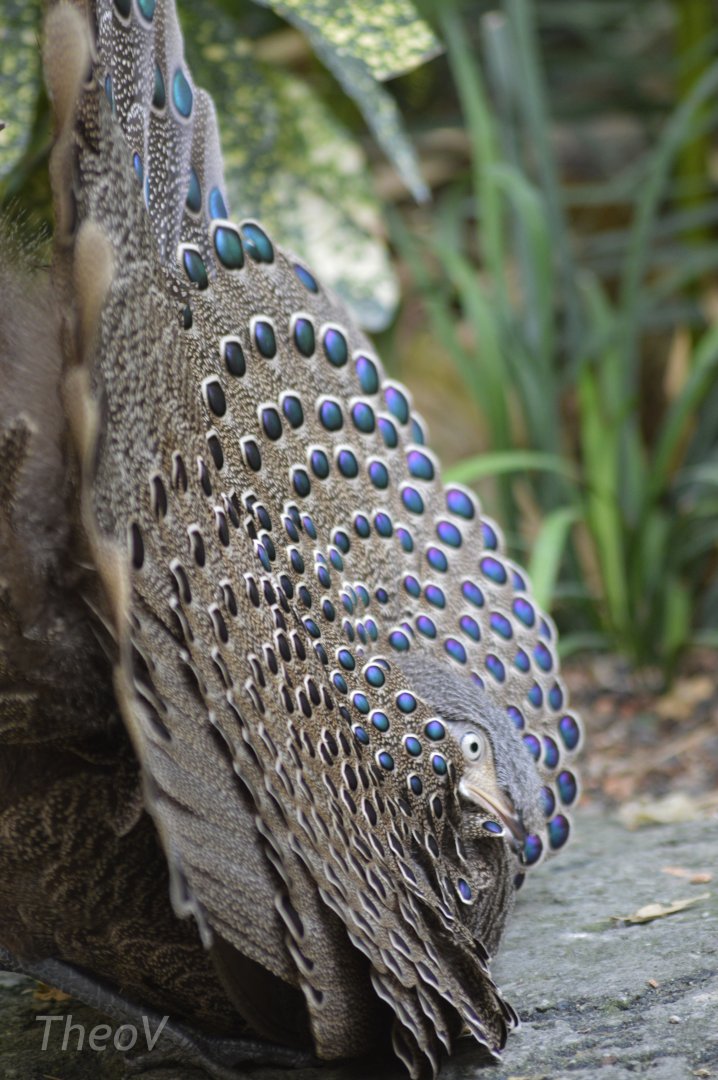 Gray peacock-pheasant [2018]