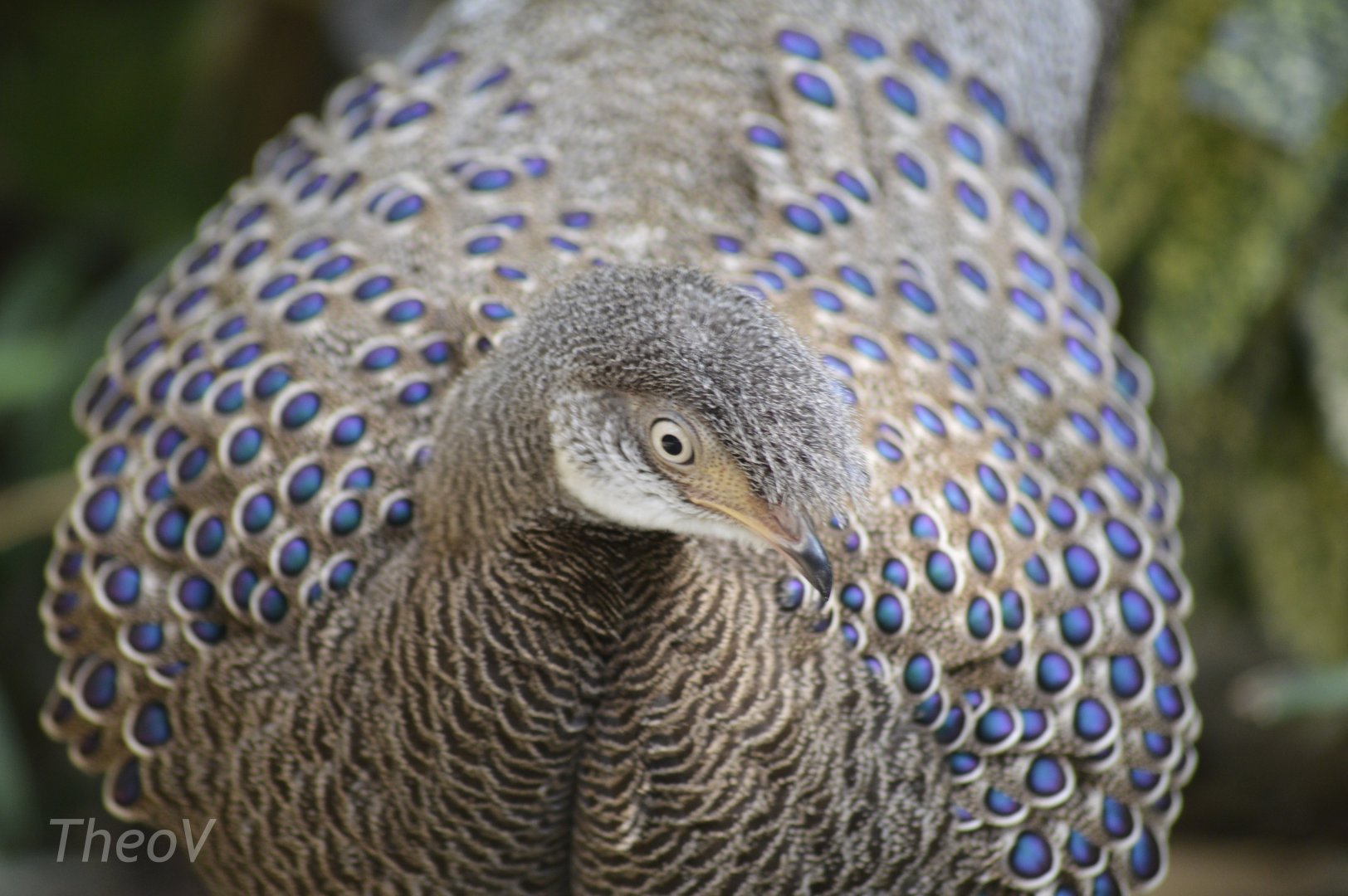 Gray peacock-pheasant [2018]