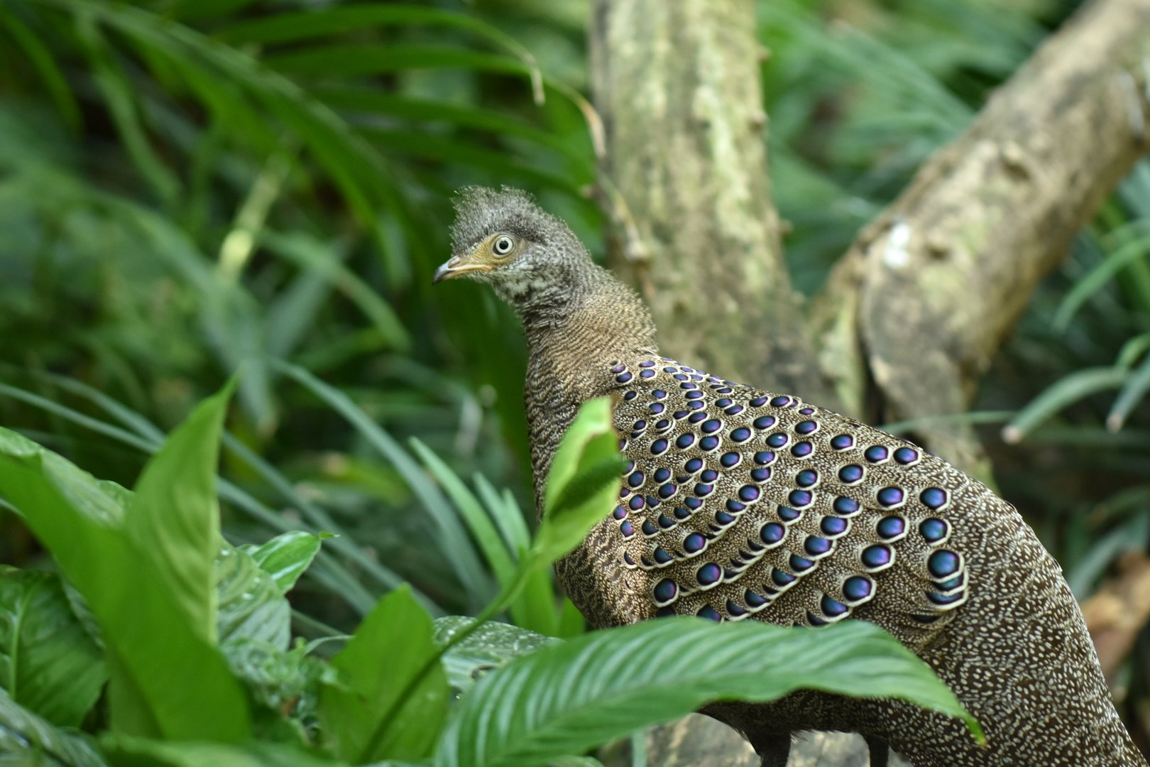 Gray peacock-pheasant (Polyplectron bicalcaratum)