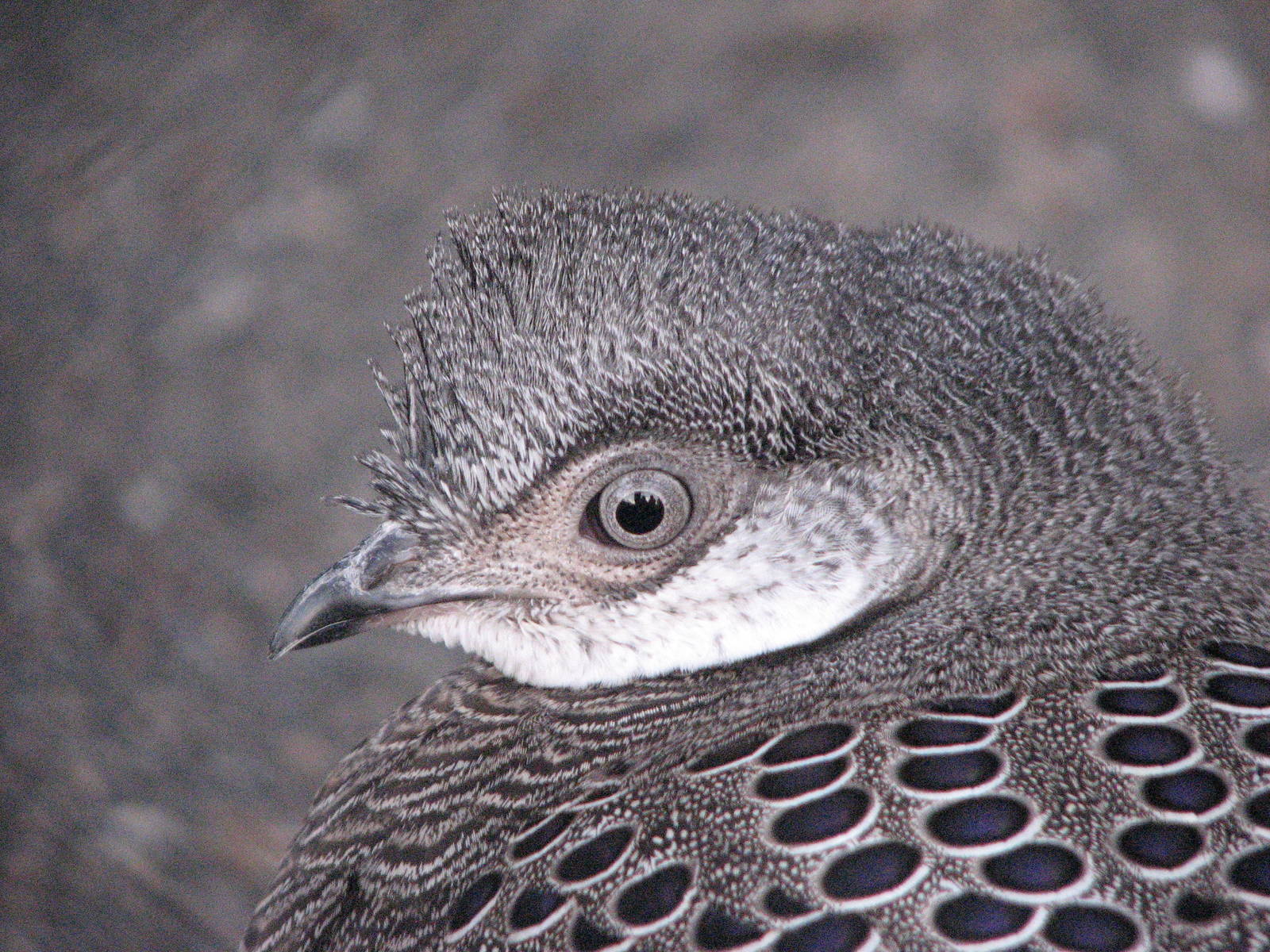 Gray Peacock-pheasant
