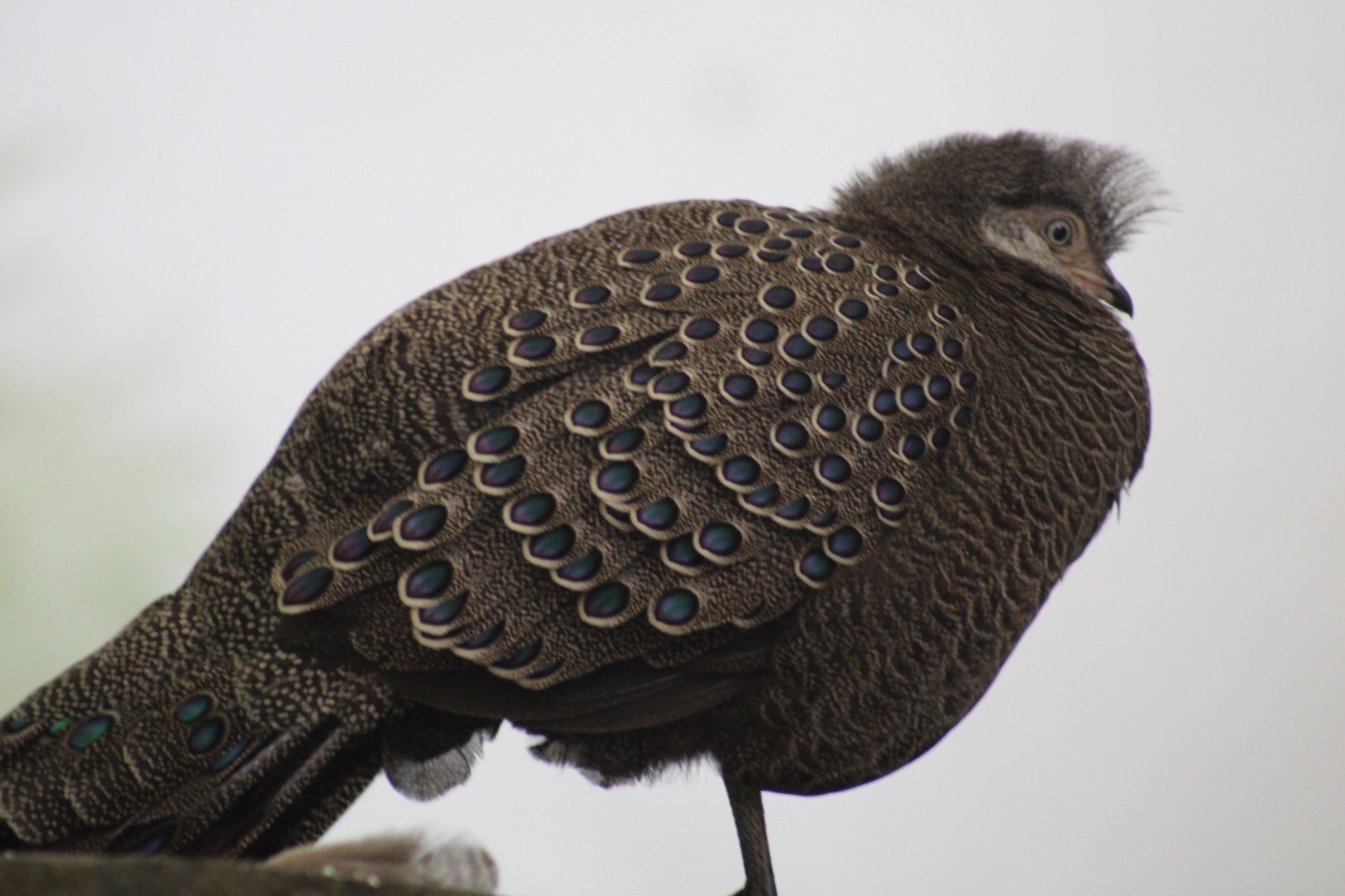 Gray Peacock Pheasant
